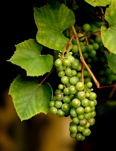 Winogrono.