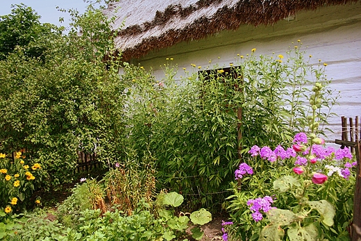 Skansen Muzeum Wsi Kieleckiej