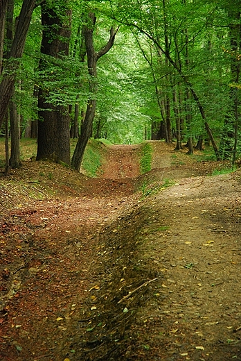 Racibrz- Obora-Arboretum Bramy Morawskiej