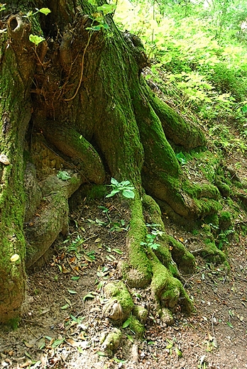 Racibrz- Obora-Arboretum Bramy Morawskiej