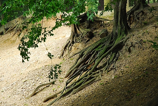 Racibrz- Obora-Arboretum Bramy Morawskiej