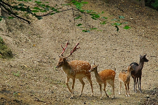 Racibrz- Obora-Arboretum Bramy Morawskiej - Daniele