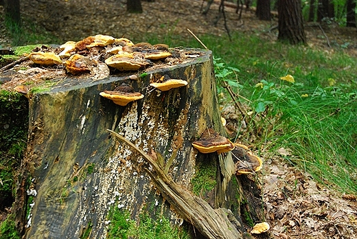 Racibrz- Obora-Arboretum Bramy Morawskiej