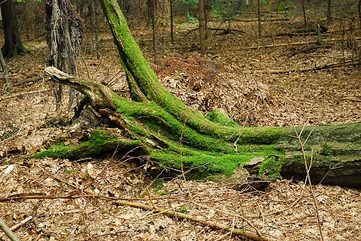 Racibrz- Obora-Arboretum Bramy Morawskiej