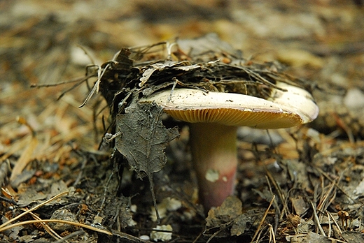 Racibrz- Obora-Arboretum Bramy Morawskiej