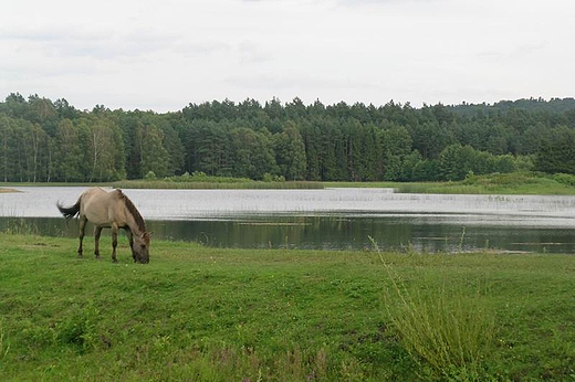 Konik polski przy stawach Echo