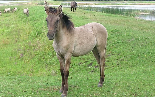 Konik polski przy stawach Echo