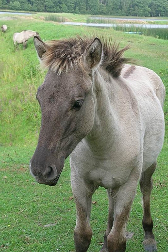 Konik polski przy stawach Echo