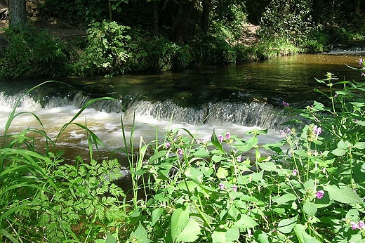 Rezerwat Szumy nad Tanwi