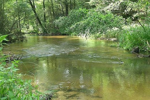 Rezerwat Szumy nad Tanwi