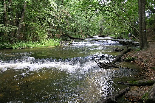 Rezerwat Szumy nad Tanwi