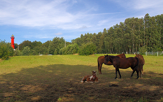 Stadnina koni na Rozewiu.