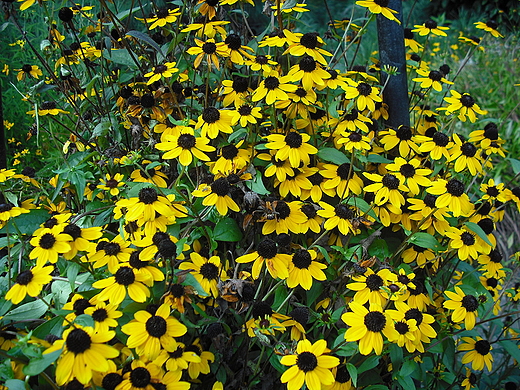 Warszawa. Ogrd Botaniczny. Rudbekie.