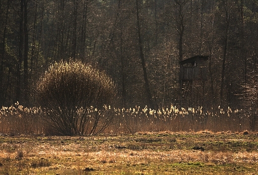 Lena polana. Lipowiec