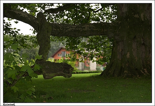 Kominek - fragment zabytkowego parku z niezwykym pomnikiem przyrody