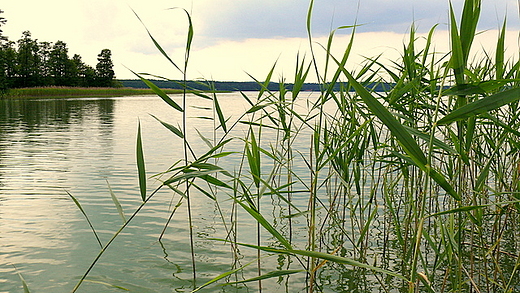 Trzciny