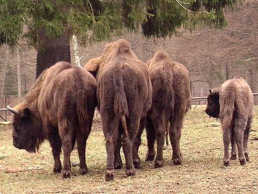 Biaowieskie ubry