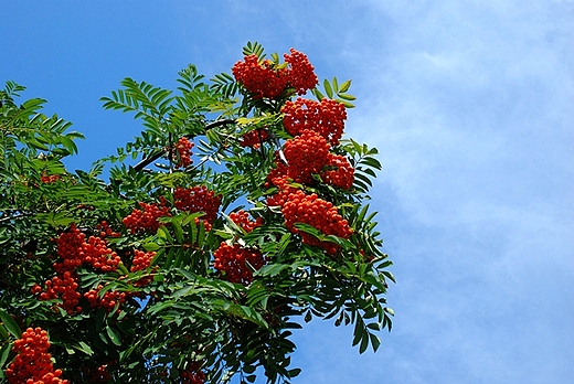 Jarzbina czerwona