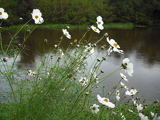 Kosewko. Nad Wkr.