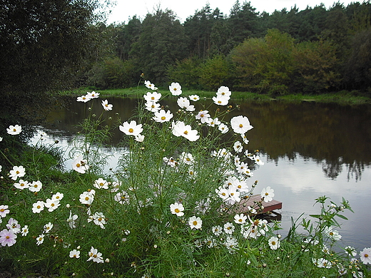 Kosewko. Nad Wkr.