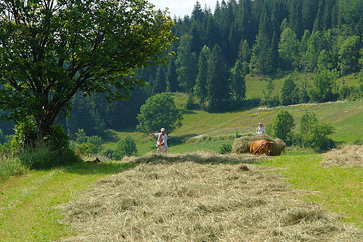 Gorczaskie sianokosy. Niedwied