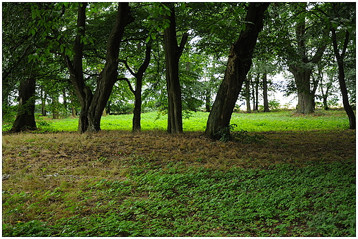 Zaniedbany park. Nieciszewo