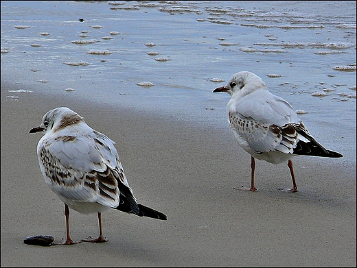Przy brzegu. Koobrzeg.