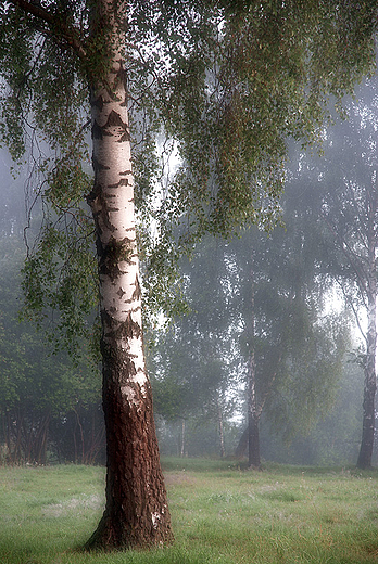 wiat brzozy, okolice wsi Siekierki