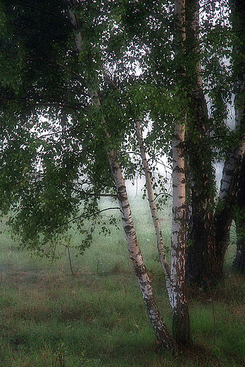 wiat brzozy, okolice wsi Siekierki