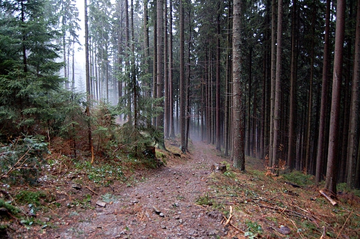 Droga z bacwki na Hali Rycerzowej do Soblwki (czarny szlak). Beskid ywiecki