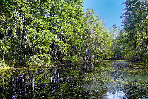 Las zabrzeski. Oczko wodne.