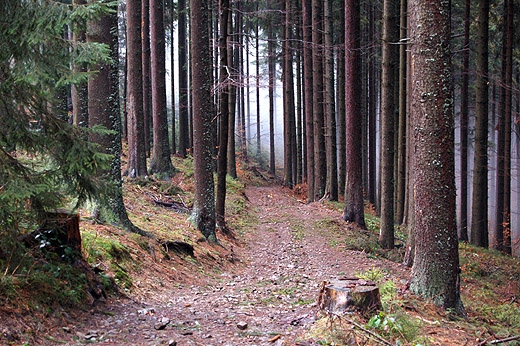 Las na stokach Rycerzowej - w drodze do Soblwki. Beskid ywiecki