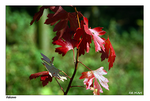 Rekowo - kolory jesieni