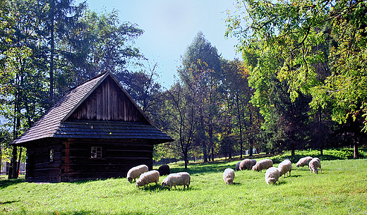 Grnolski Park Etnograficzny. Wypas owiec.
