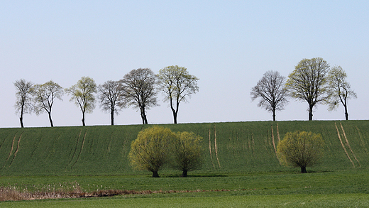 Wiosenne pole w okolicy Maego Garca