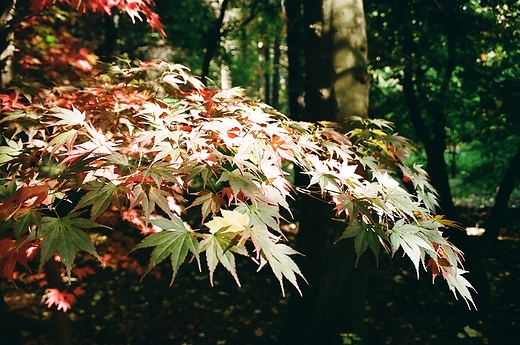 Arboretum SGGW w Rogowie