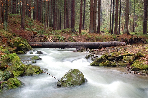 Soblwka - rzeczka Cicha. Beskid ywiecki