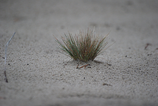 Pustynia Bdowska