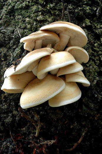 Hrubieszw - drzewne grzyby