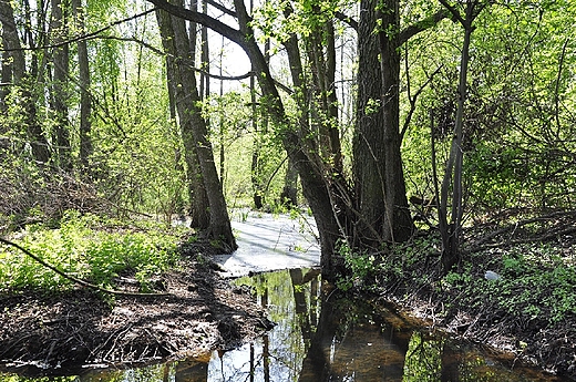 jaki strumyk na poludniowych rubieach Warszawy