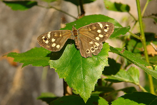 Osadnik egeria. Niwy