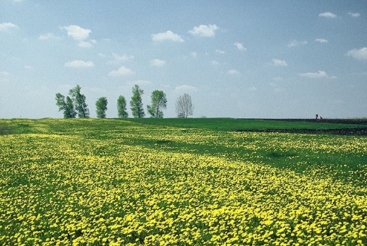 Okolice Skorocic. Ponidzie