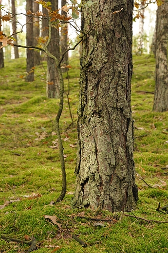 las w Palmirach (puszcza kampinoska)