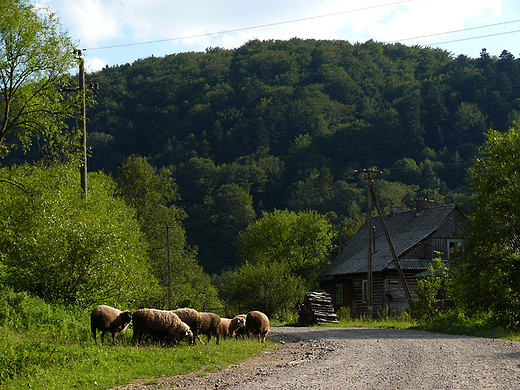 Prawie cywilizacja... Bieszczady