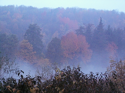 Skoczw , mgieki nad Wis