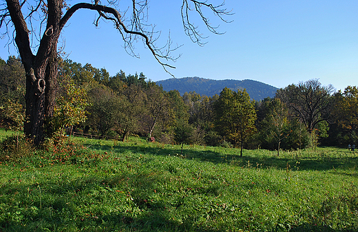 Widok z drzek kalwaryjskich na Beskid Makowski.