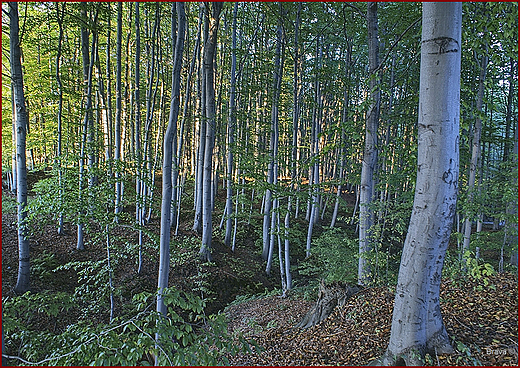 Dolina w. Wendelina w Rudzicy