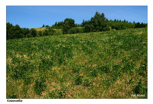 Koszowatka - osiowa Dolina bez osi