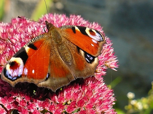 Motyl