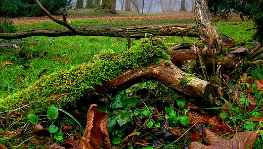 jesienny park im. Poniatowskiego w odzi